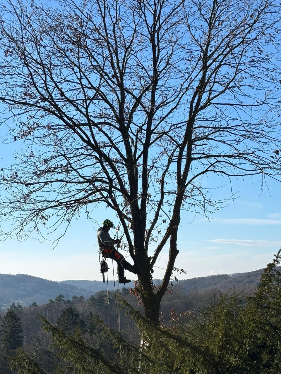 Baumpfleger bei der Arbeit am Baum