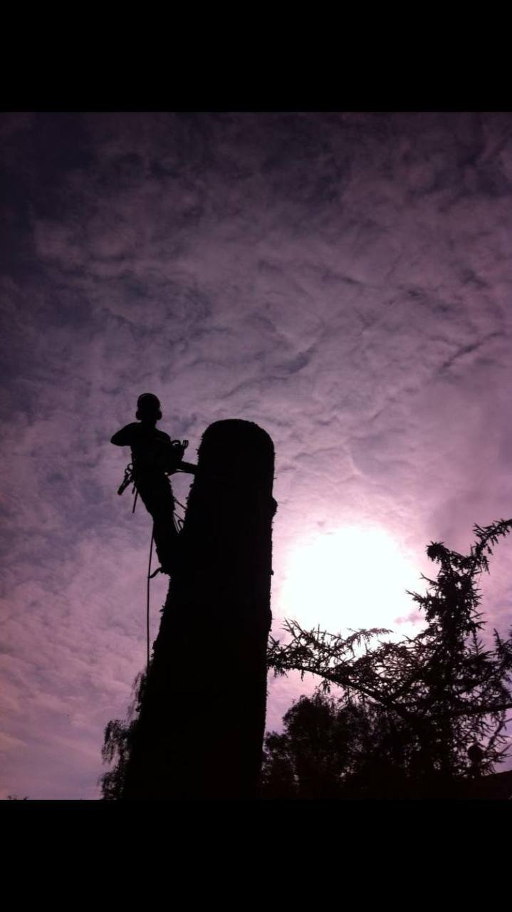 Silhouette eines Baumkletterers am Stamm vor dem Abendhimmel